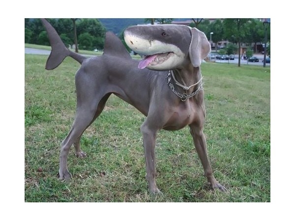 # 12 computer generated Hybrid Animals