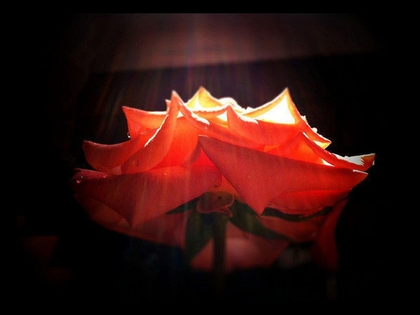 Basking Reds by Lovesvanhalen