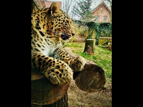 The Cheetah Next to Me by mb-neo
