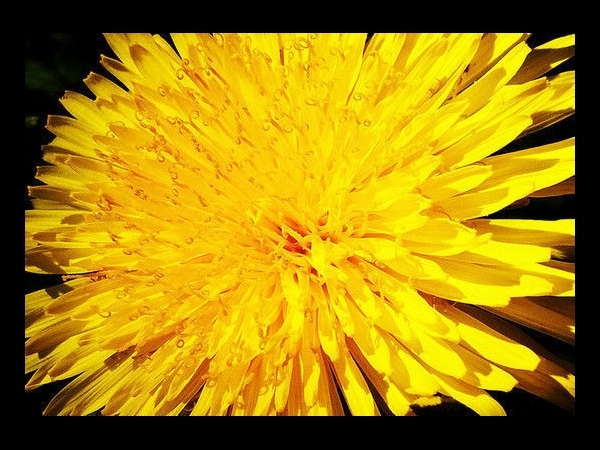 Dandelion By myeyedea