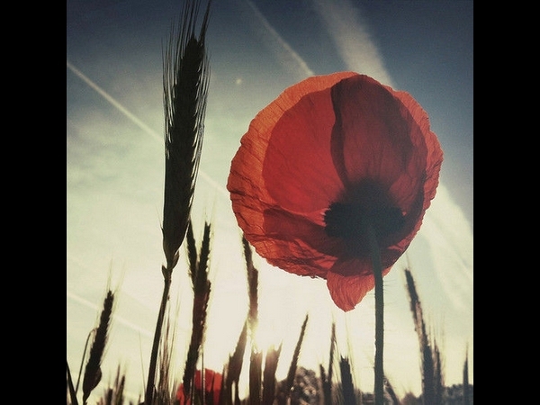 Fields of Joy V By Robert-Paul Jansen