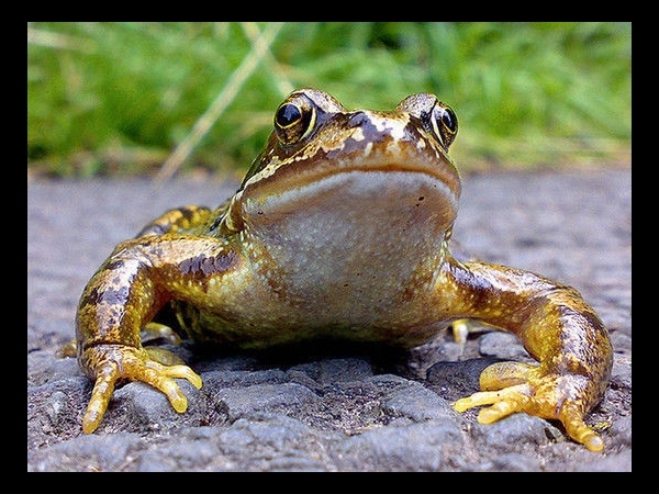 Wee Froggie By idgie.