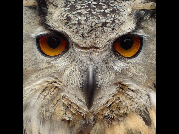Your Camera Is My Next Meal By Bobasonic