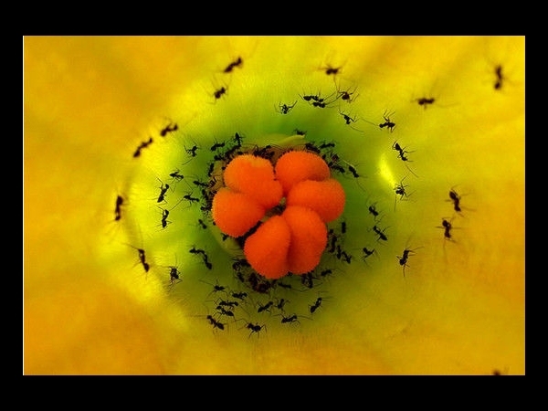 Black Ants Harvesting Nectar from a Yellow Flower By Pison Jaujip