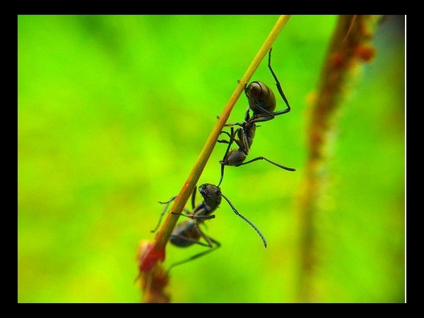 Black Ants Fighting By Pison Jaujip