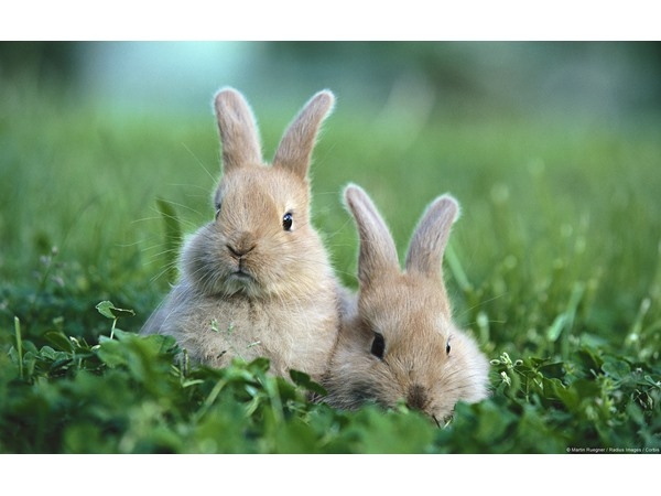 Baby Rabbits