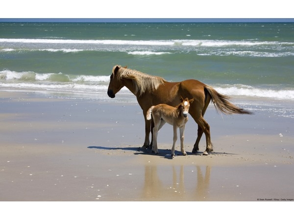 Banker Pony Mare and Foal