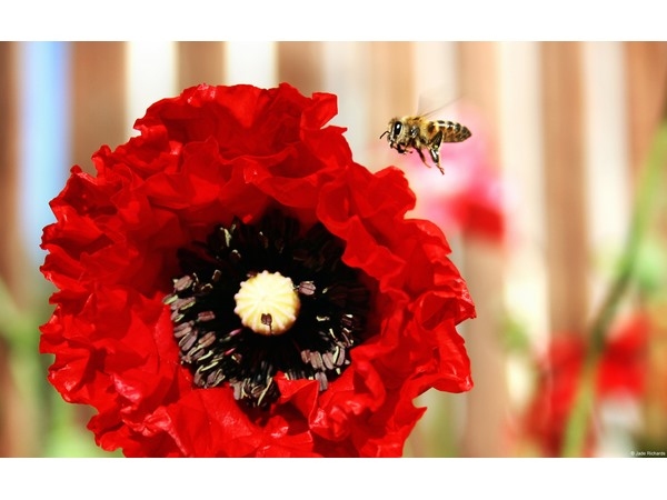 Bee and Poppy