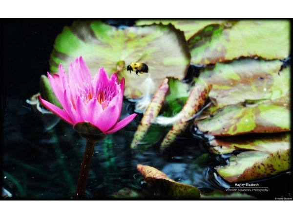 Bee and Waterlily