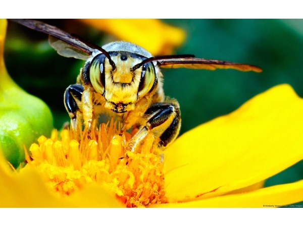 Bee on Yellow Flower