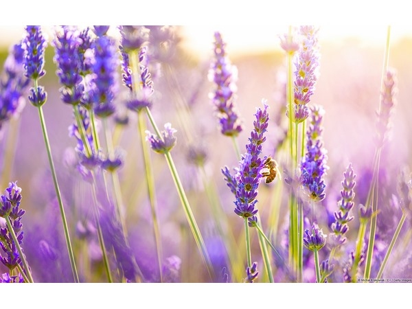 Bees in Lavender