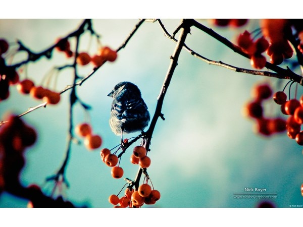 Bird on Branch