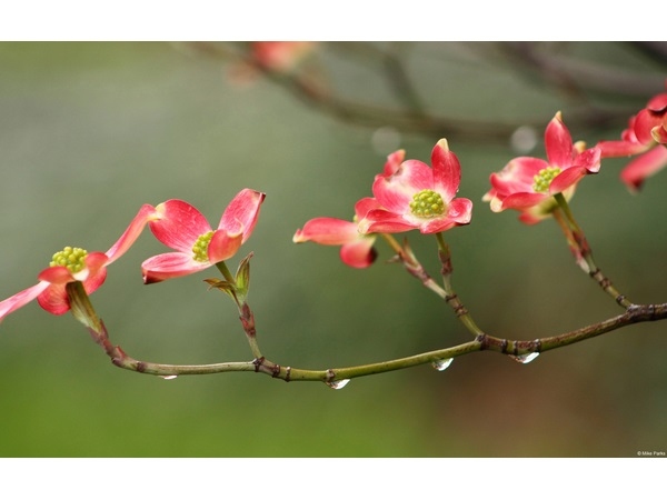 Blossoms in Rain