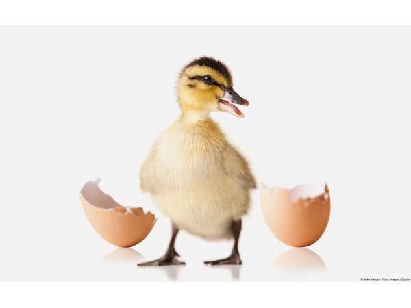 Hatched Duckling