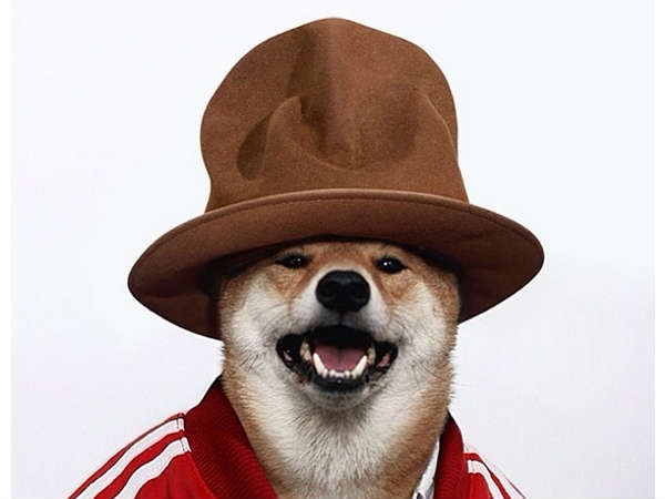 mensweardog