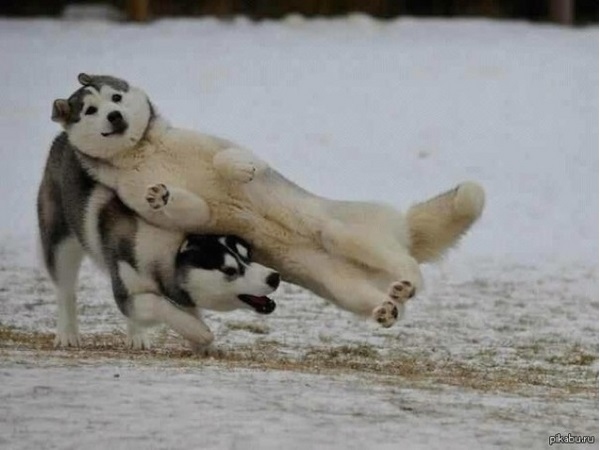 Photobomb 7