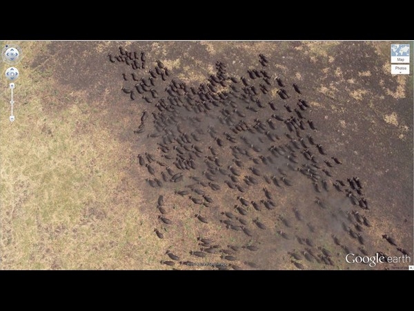 Buffalo Herd