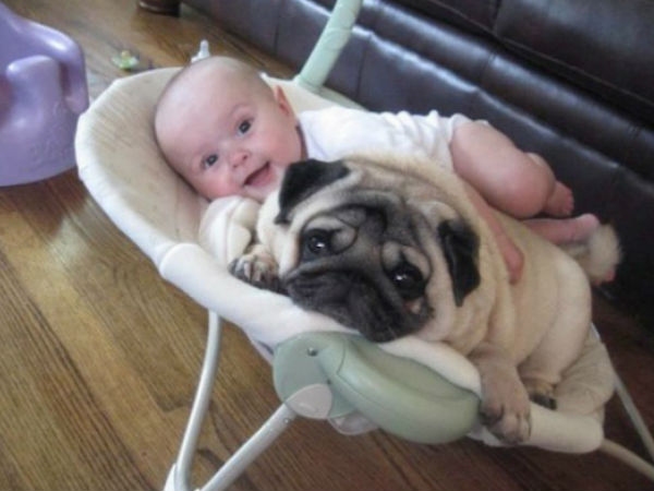 Babies Need Dogs