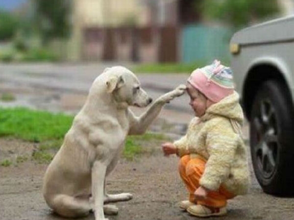 Babies Need Dogs
