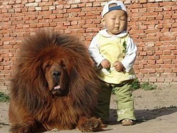 Babies Need Dogs