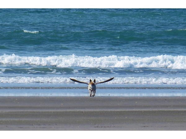 Photos Taken at the Exact Right Moment