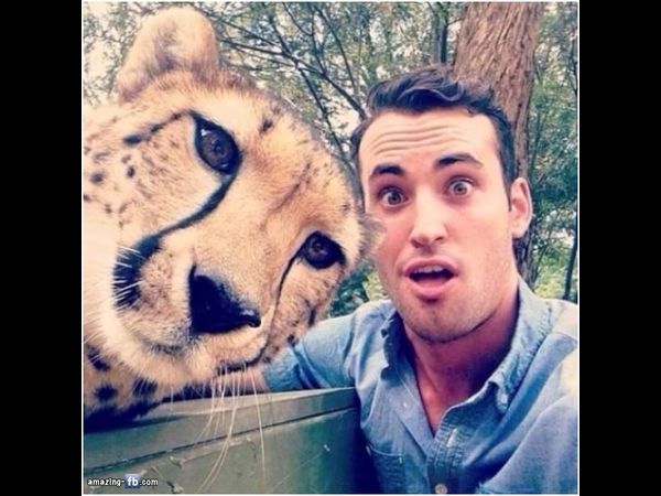 Exotic cat selfie