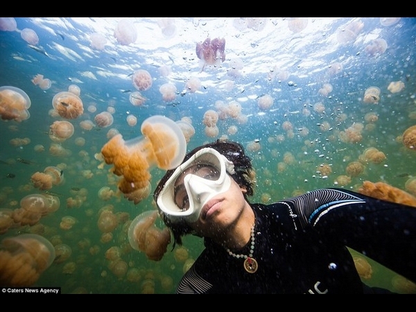 Jellyfish Selfie