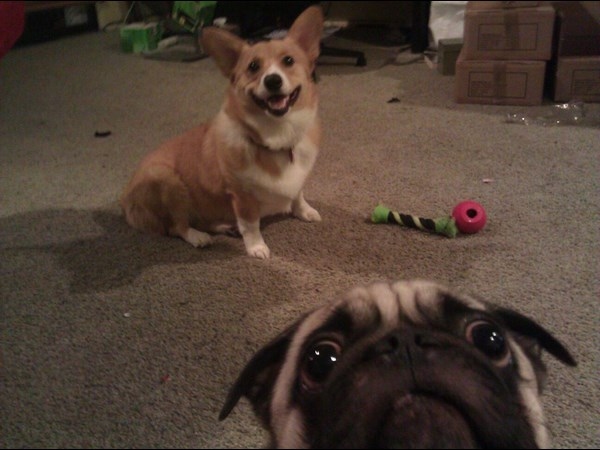 Best Photobombs Ever Caught On Camera