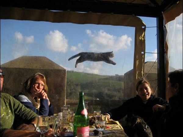 Best Photobombs Ever Caught On Camera