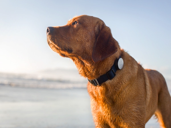 Smart Collar