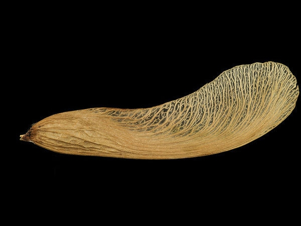 Maple Seed Camera