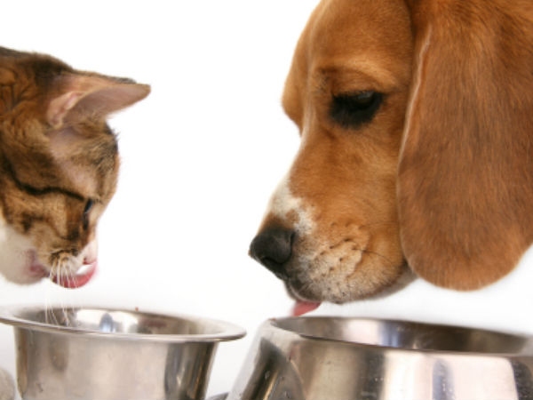 A Pet's Eating Bowl