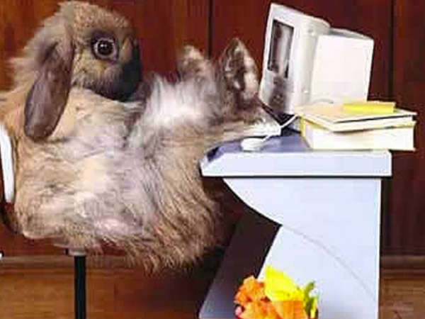 Work Bunny