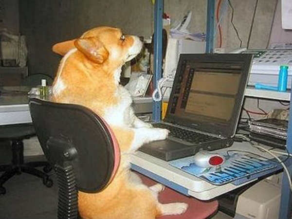 Laptop Dog