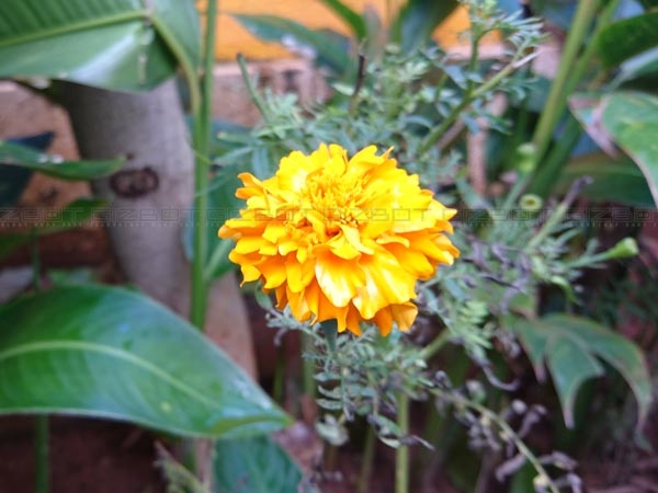Manual Mode