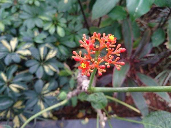 Background defocus