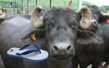 अमेजन में बिक रहीं है 'भैंस की आंख' वाली चप्‍पले